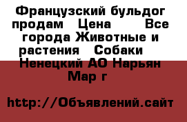 Французский бульдог продам › Цена ­ 1 - Все города Животные и растения » Собаки   . Ненецкий АО,Нарьян-Мар г.